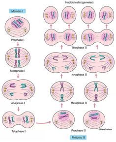 the diagram shows different stages of mitopia