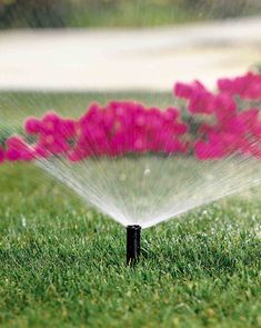 the sprinkler is spraying water on the grass in front of pink flowers