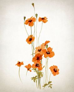 some orange flowers on a white background