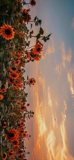 sunflowers are growing in the foreground and clouds in the sky behind them