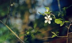 a branch with white flowers on it and green leaves in the foreground, blurry background