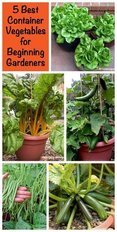 different types of vegetables in pots with the words 5 best container vegetables for beginning gardeners