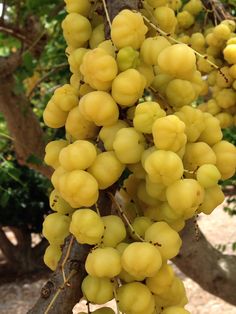 the fruit is growing on the tree and ready to be picked