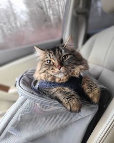 A cat into cat backpack Traveling With Cats, Year Board, Travel Cat, Cat Parents, Calming Cat, Older Cats, Lots Of Cats