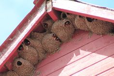 a bunch of birds that are sitting in a bird house on the side of a building