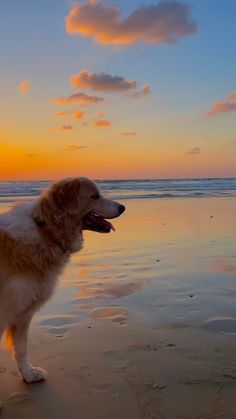 a dog is standing on the beach at sunset