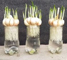 three glass vases with garlic sprouts in them