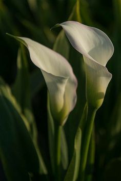 two white flowers with green leaves in the background