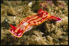 a red and yellow sea slug on the ocean floor