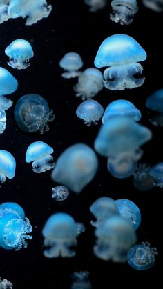 many jellyfish are swimming in the water