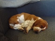 a brown and white dog laying on top of a couch