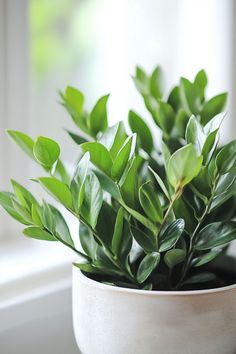 a potted plant sitting on top of a window sill