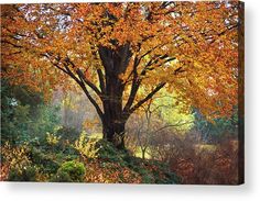 a large tree in the middle of a forest with lots of leaves on it's branches