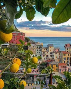 some lemons are growing on the tree in front of an orange grove and buildings