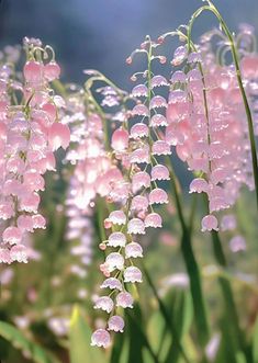 pink flowers are blooming in the grass