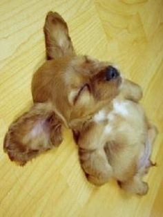 a small brown dog laying on top of a wooden floor