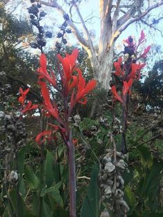 red flowers are growing in the middle of some green plants and trees with no leaves on them