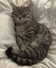 a cat that is laying down on a bed with its eyes closed and it's head resting on the pillow