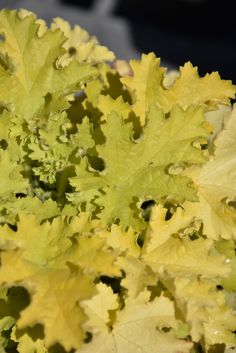 closeup of green and yellow leafy plants