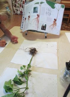 an open book sitting on top of a table next to plants and paper with pictures