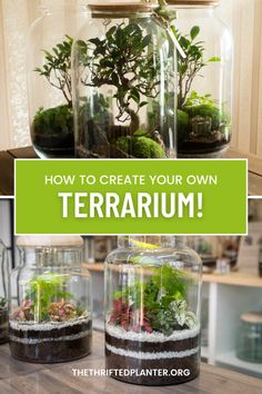 terrariums with plants in them and text overlay that reads how to create your own terrarium