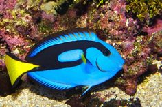 a blue and black fish on the ocean floor