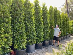 a man standing next to a row of trees in black potted planters on gravel