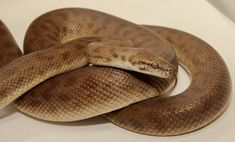 a large brown snake laying on top of a table