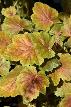 some very pretty green and yellow leaves