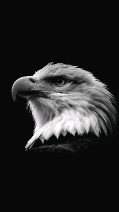 black and white photograph of an eagle's head with the dark background behind it