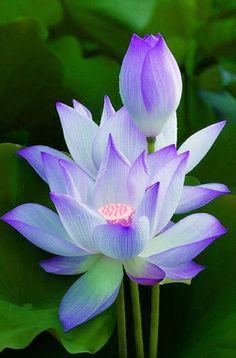 two purple flowers with green leaves in the background