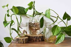 three mason jars with plants in them sitting on a wooden table next to each other