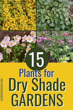 the cover of 15 plants for dry shade gardens