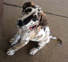 a brown and white dog sitting on top of a cement floor