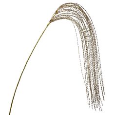 an image of a plant that is in the air with long hair on it's head