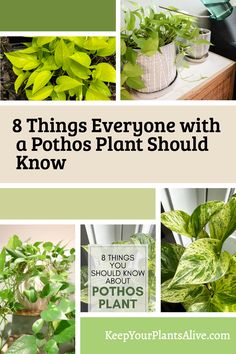 green plants with the words 8 things everyone with a pothos plant should know