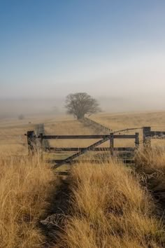 a wooden fence in the middle of a grassy field on a foggy day with a lone tree