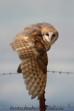 an owl sitting on top of a wooden post next to a barbed wire fence and looking at the camera