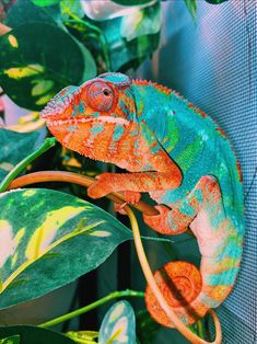 a colorful chamelon sitting on top of a green leafy plant next to a window