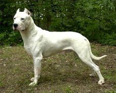 a white dog standing on top of a grass covered field next to trees and bushes