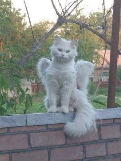 a white cat sitting on top of a brick wall