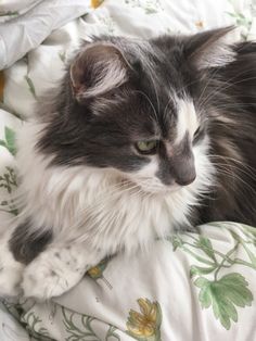 a black and white cat laying on top of a bed covered in sheets with flowers