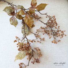 some leaves and berries on a white surface