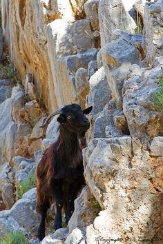 a goat standing on top of a rocky hillside