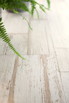 a potted plant sitting on top of a wooden floor