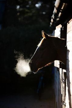 a horse sticking its head out of a stable door with the sun shining on it