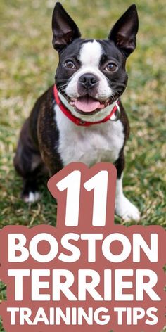 boston terrier training tips for dogs and their owners to learn how to train them