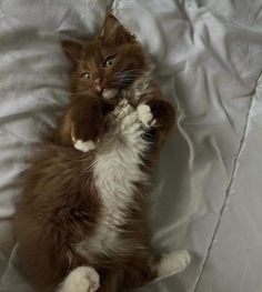 a brown and white cat laying on its back with it's paws in the air