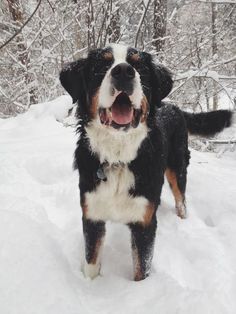 a dog standing in the snow with its mouth open