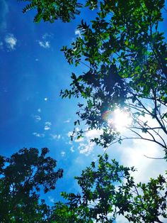 the sun shines brightly through the leaves of some trees in front of a blue sky